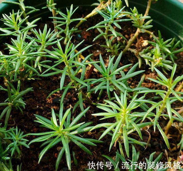 「扦插」扦插太阳花,1根枝条就长满花盆,很简单,小时候的回忆