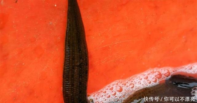  【众人】农村大集现“吸血水生物”，众人吓得往后退，鱼贩却拿它当宝贝