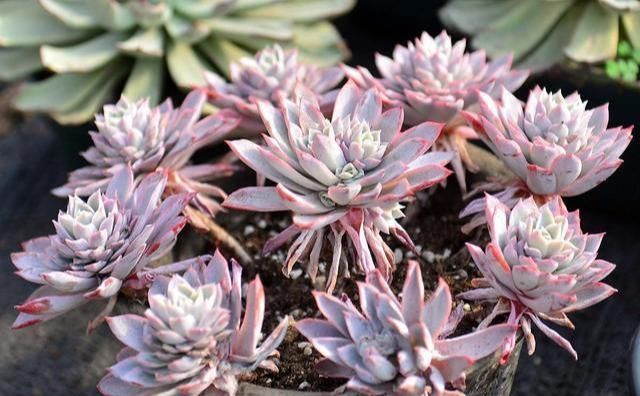  边缘少量：夏天多肉植物病虫害肆虐,掌握3个小技巧,让肉肉远离病虫害!