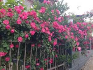  『芳香』此藤本花卉漂亮又芳香，四季有花开，让你的阳台变花园！
