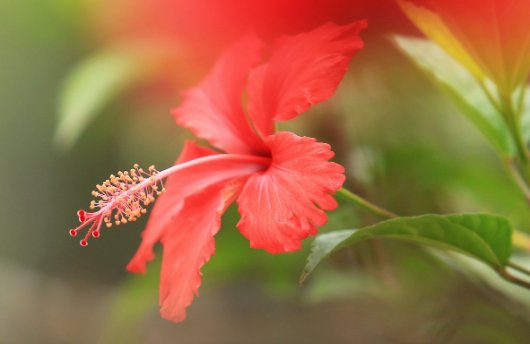  『长寿花』打造温馨阳台，就选这几款花卉，给点阳光蹭蹭爆不停，赏花一整年