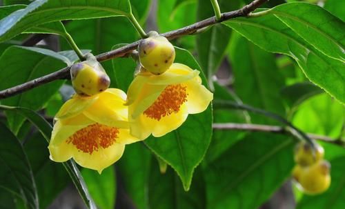  「金茶花喜欢」此花娇艳端庄，招财进宝，是茶花中的“皇后”，值得家庭养护