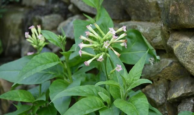 目前农村创业新点子，只要自己愿意干，年收入10万+