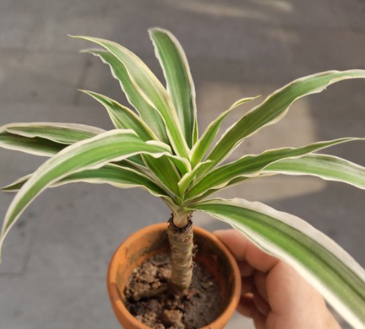 \＂l6\＂: \＂水培富贵竹怎么养\＂给花狠心剃光头,新芽呼呼冒,1年变老桩!