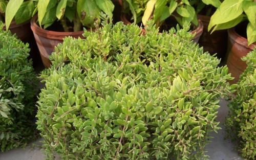 『杂草』这种植物被当作杂草处理,花店老板拔出30棵,一盆卖10元!