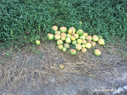  「贡品」曾为古代贵族贡品，如今满世界泛滥，冒牌货害苦了农民