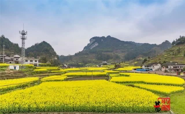  油菜花：一不小心，贵州黄平把春天打翻了
