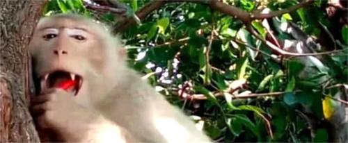 猴子贪吃见游客食物就抢，没想到抢到了辣椒，表情亮了