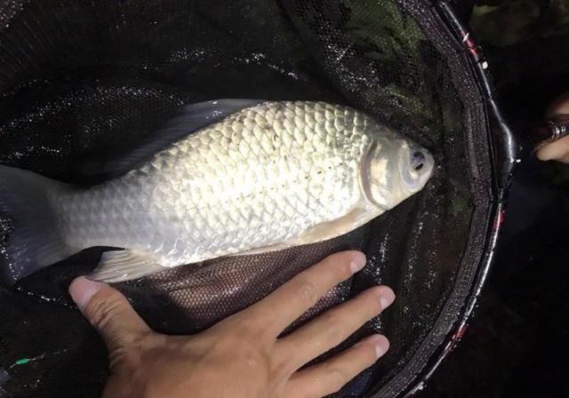 『轻松』春季野河钓鱼,远离6大误区,钓好鱼很轻松