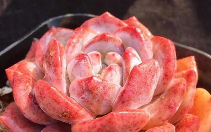  『病虫害』多肉植物常见病虫害,每一个都是伤