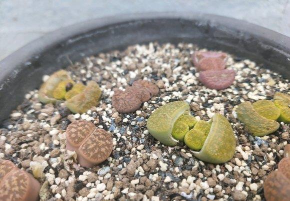  【山地玫瑰】4种多肉最“难养”，养一棵死一棵，买回家必后悔，花钱打水漂