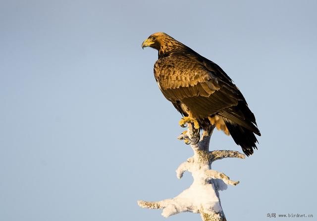 你知道中国的国鸟是什么?3分钟让你知道全球
