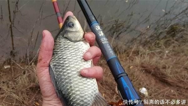 『野钓的难易』到底是玩黑坑难度大,还是野钓更容易?