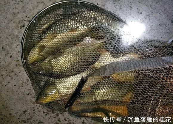 野生大鲤鱼■钓友野钓连竿上大鲤鱼居然还不满意?这位钓友到底是怎么了?