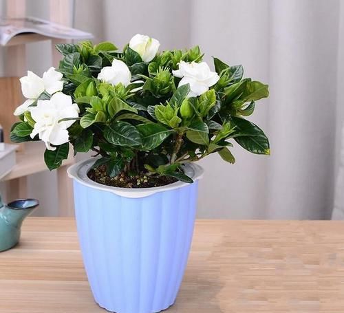 『盆栽』几年的栀子花盆栽黄叶掉叶僵苗还不开花怎么办,不重视还要求开花