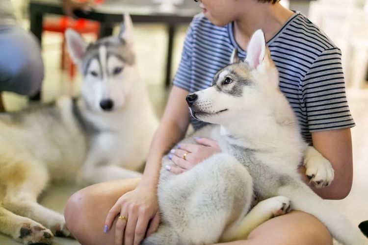 「哈士奇」一间看似普通的咖啡馆,走进去一刻,一群二哈涌了过来