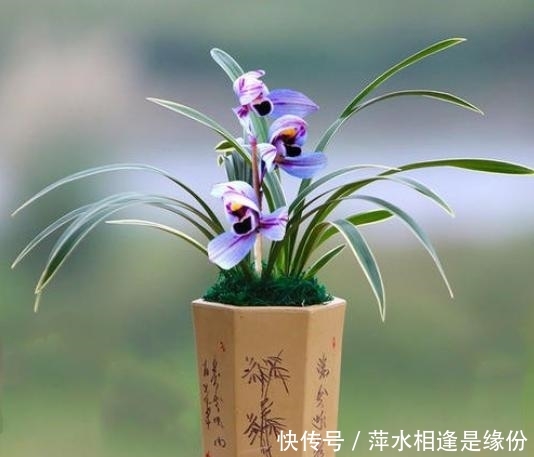  『建兰』建兰紫月荷，好养易活的兰中精品！一朵满室飘香的“紫衣美人”