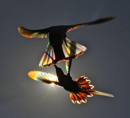 太美了！摄影师在阳光下拍摄蜂鸟，拍到“意想不到的一幕”