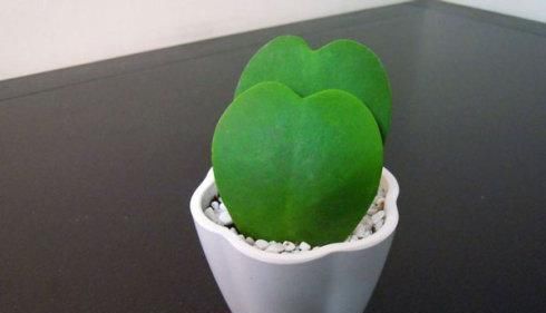  [阳光]叶片如心型，花朵圆如球，这种花的叶片和花都美的很特别