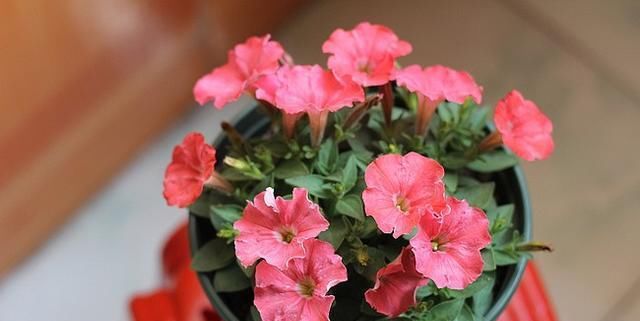  #花团锦簇#阳台种花选这5种，一棵一分钱，一次开100朵，花团锦簇阳台成花海