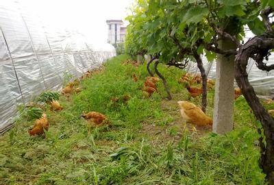 上种葡萄下养鸡，收入能不翻倍？