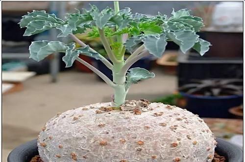  [植物]史上“最萌植物”的变态版来袭！