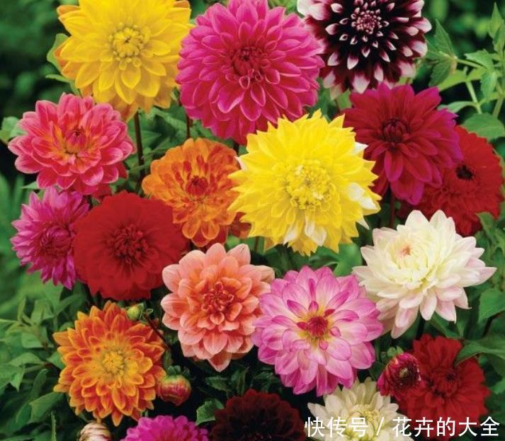 盆栽■“4种花”花朵硕大,花期长,家庭理想花卉盆栽,你最喜欢哪一种