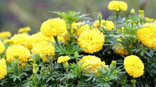  『家里』3种植物好养活，家里养上1盆，高端大气上档次，提升格调品味