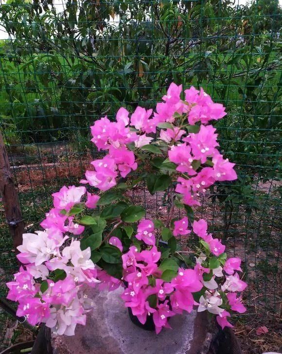  「暗斑夕阳红」这13种三角梅被称“开花机器”小苗就不断开花，适合阳台盆栽