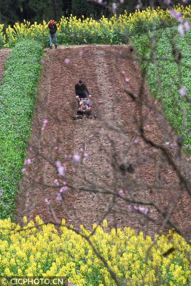  山东省|防疫不误农时 全国各地奏响春天“交响曲”