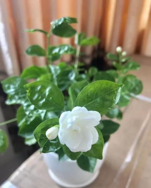  『栀子花』栀子花开完花以后要这么做，叶不黄芽不枯，二次开花再爆盆