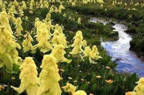 川藏线上遇到“白菜”，为什么不能摘？有什么猫腻？