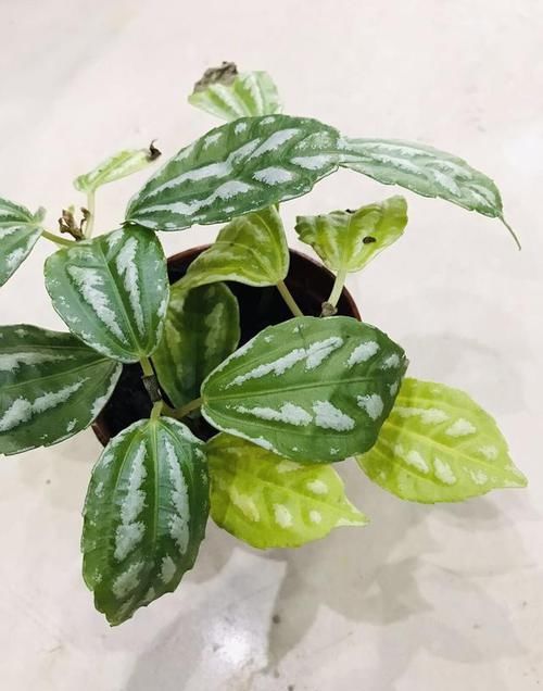  [观叶]让爱养花的你更懂植物——观叶植物浇水篇的实例讲解