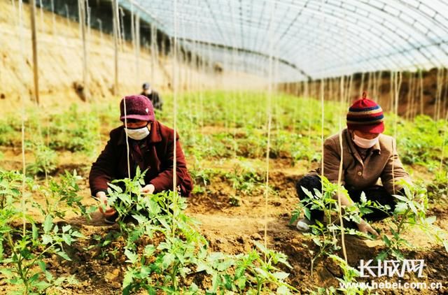  「产业扶贫工作」17项产业扶贫措施“赋能”河北脱贫攻坚