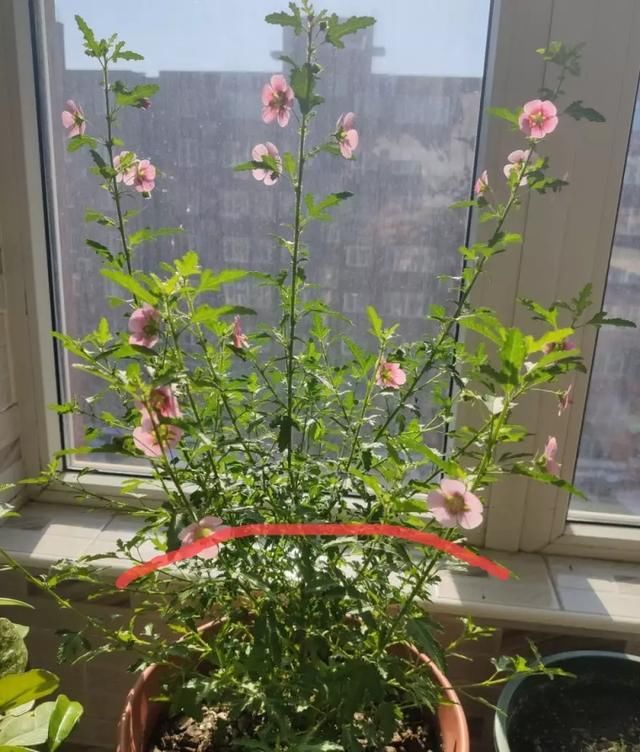  [明亮的位置]嫌花长得丑，趁现在砍头，2个月脱胎换骨！