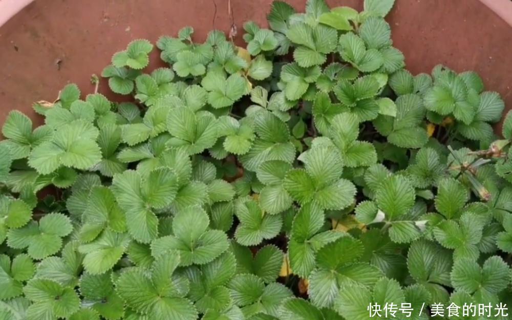  【草莓】它被称为“野草莓”，农村小孩当零食吃，殊不知治口腔