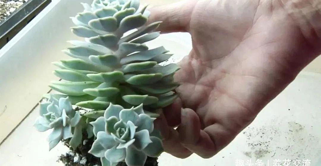  [植物的侧芽]轻松繁殖多肉植物的三种方法，不要觉得养多肉有多难