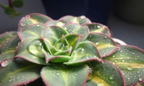  「向花盆四周」莲花掌，叶片呈莲座状排列，盆栽要如何管理