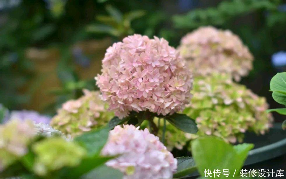 「绣球」绣球花常见的5个黄叶原因,搞懂了,绣球花开花爆盆成老桩