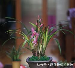 「养护」此花适合现在养,一年多季节开花,满屋都是花香,美极了!