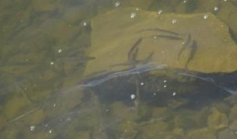  #白条鱼#30年前一捞几十斤，如今却成稀罕货，60元一斤都说奢侈