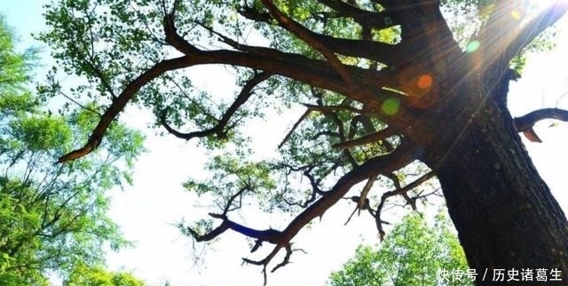  [树木]与紫檀同等价值的树木，木质密集有香味，却经常被农民当