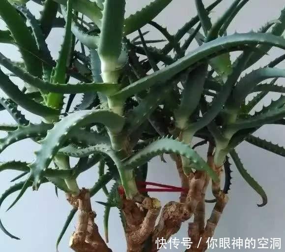  【值钱】芦荟不值钱，养成“老桩”很稀罕，叶子胶质多，越老越值钱