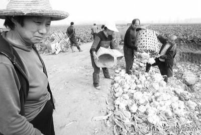 西瓜“成灾”，2毛一斤卖不动，顾客却吃不起，问题出在哪？