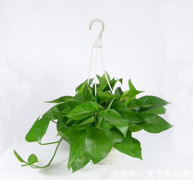 植物|2个“温度”不能养绿萝，不然黄叶立马空盆，北方人更要注意