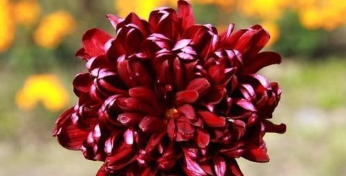  「牡丹」喜欢牡丹，不如养盆“花色如墨”，花开谓“墨荷”，亭亭玉立！