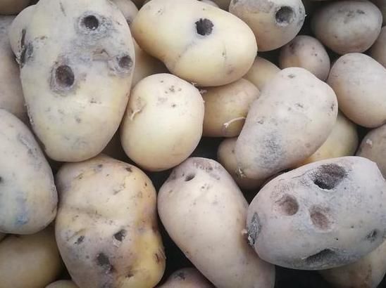  【大哥】农民租地百余亩种有机土豆，不施化肥不打农药，每亩赔1