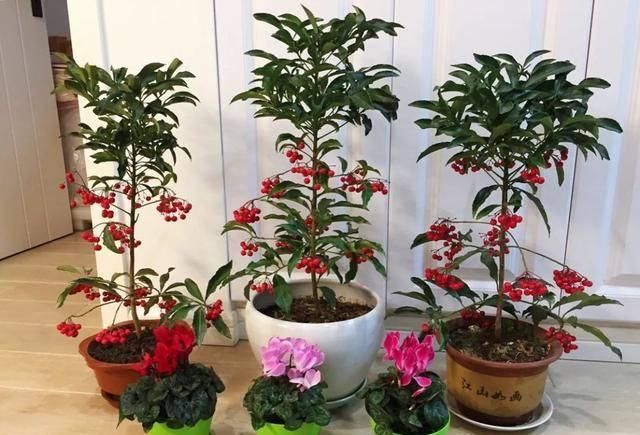 观赏价值极■家养六种“富贵花”，吉祥又如意，富贵又生财，人人都喜欢