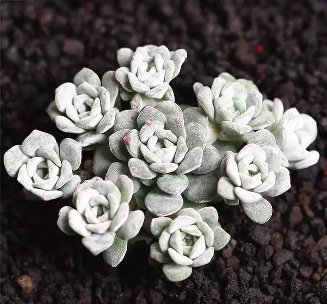  #属多肉植物#这些自带芳香的多肉植物，你一定喜欢