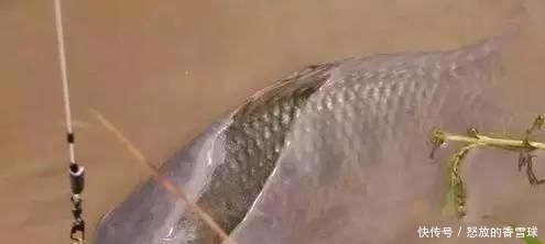 「忍不住」鲤鱼太狡猾不咬钩?下次记得用上这招,它再狡猾也会忍不住咬钩